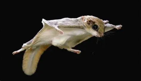 Ardilla voladora del sur (Glaucomys volans)