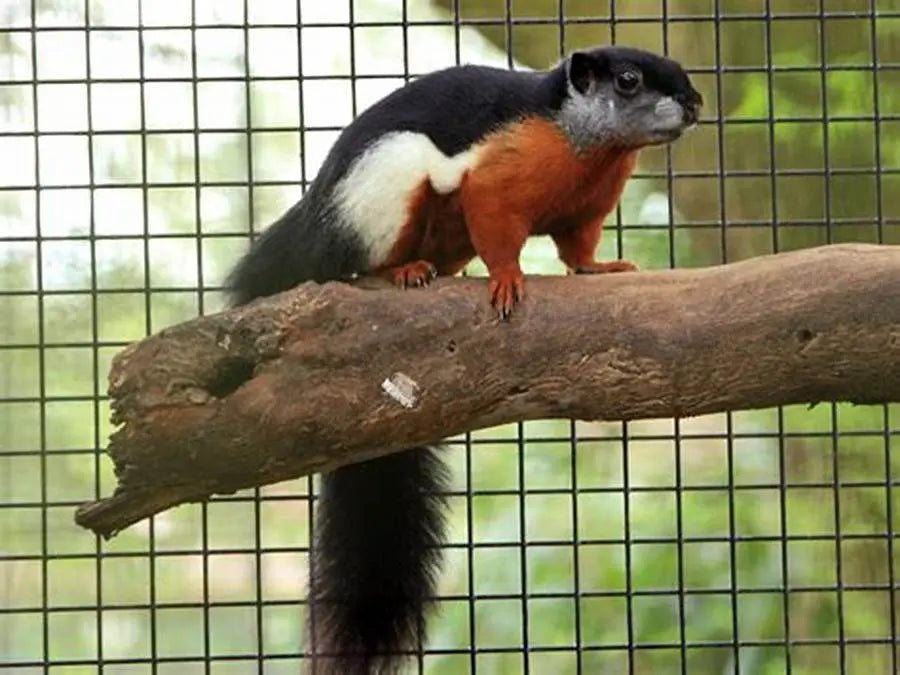 Ardilla de Prevost (Callosciurus prevostii)