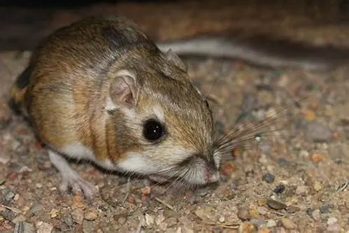 Jerbo de India (Tatera indica) Guia