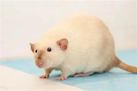 Que Rata Rata Dumbo (Rattus norvegicus) Guia - AnimalXop