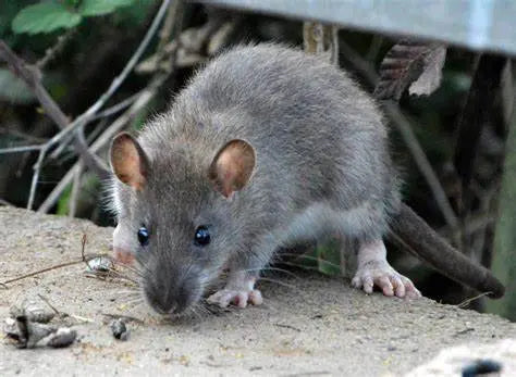 Rata Siamesa (Rattus norvegicus) Guia