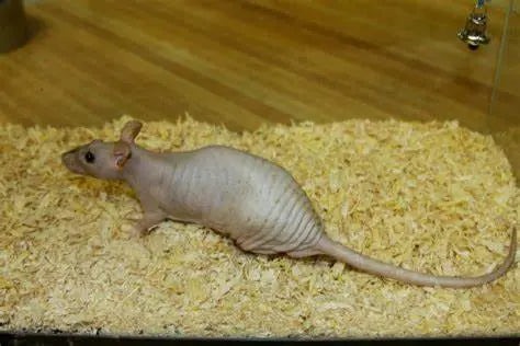 Rata Hairless (Rattus norvegicus)   Guia