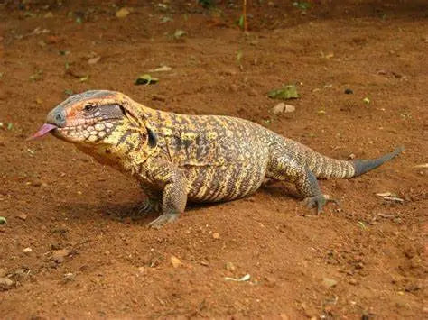 Tegu (Tupinambis spp.) Guia