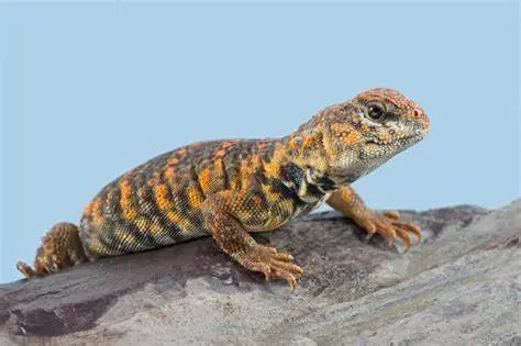 Uromastyx (Uromastyx spp.)  Guia