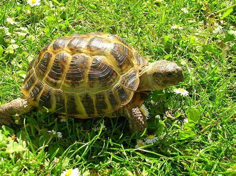Tortuga Rusa (Agrionemys horsfieldii) Guia