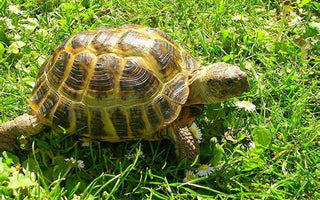 Tortuga Rusa Agrionemys horsfieldii Guia