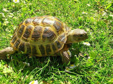 Tortuga Rusa Agrionemys horsfieldii Guia