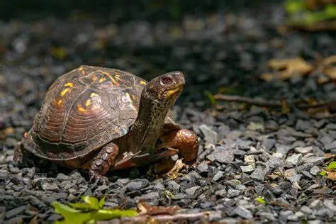 Tortuga de Caja Oriental (Terrapene carolina)