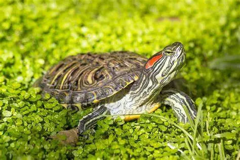 Tortuga de Orejas Rojas (Trachemys scripta elegans)