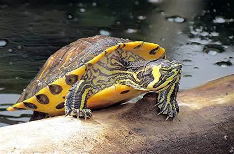 Tortuga de Florida (Trachemys scripta) Guia