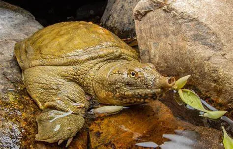 Tortuga de Caparazón Blando (Trionychidae)
