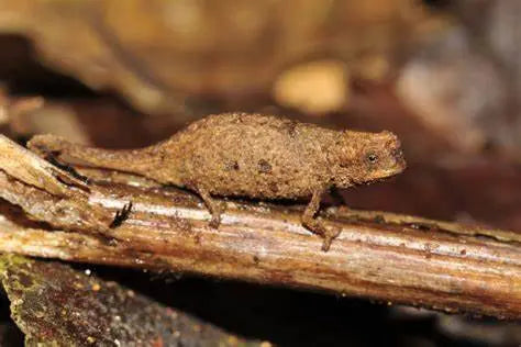 Camaleón Pigmeo (Brookesia spp.)