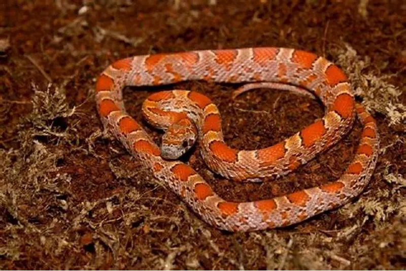 Serpiente de Maíz (Pantherophis guttatus)