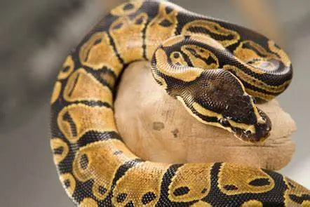 Pitón Bola (Python regius)