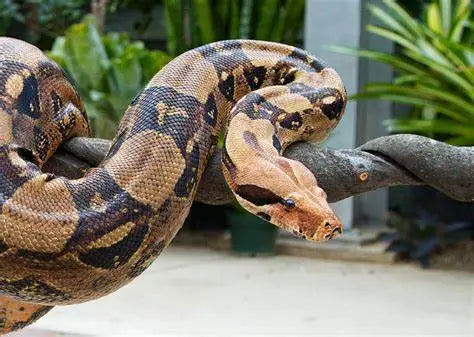 Boa Constrictor (Boa constrictor)  Guia
