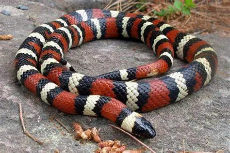 Serpiente Rey (Lampropeltis spp.)  Guia