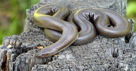 Culebra de Goma Africana (Lamprophis spp.)