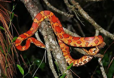 Serpiente del Maíz Mexicana (Pantherophis spp.)