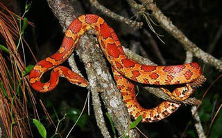 Serpiente del Maíz Mexicana Pantherophis spp.