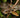 Pitón Reticulada Python reticulatus Guia