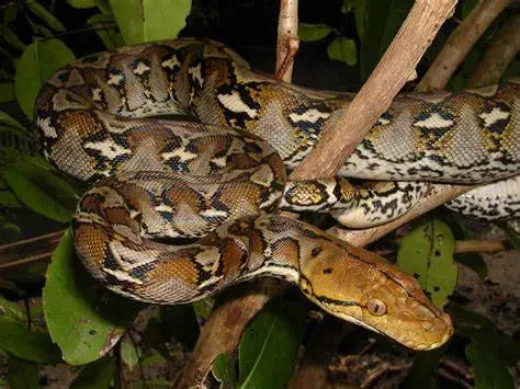 Pitón Reticulada (Python reticulatus) Guia