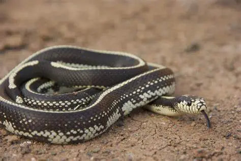 Culebra Rey de California (Lampropeltis californiae)