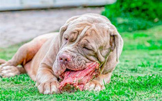 Alimentación para Perros de Raza Grande