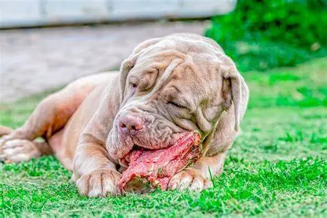 Alimentación para Perros de Raza Grande