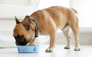 Alimentación para Perros de Raza Pequeña