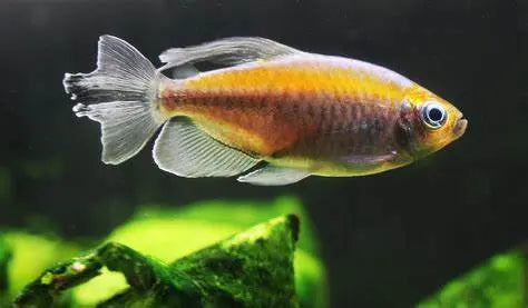 Tetra del Congo (Phenacogrammus interruptus): Elegancia en la Oscuridad