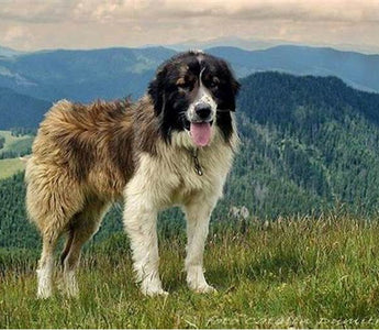 Mastín del Pirineo: Fortaleza Montañesa Majestuosa.