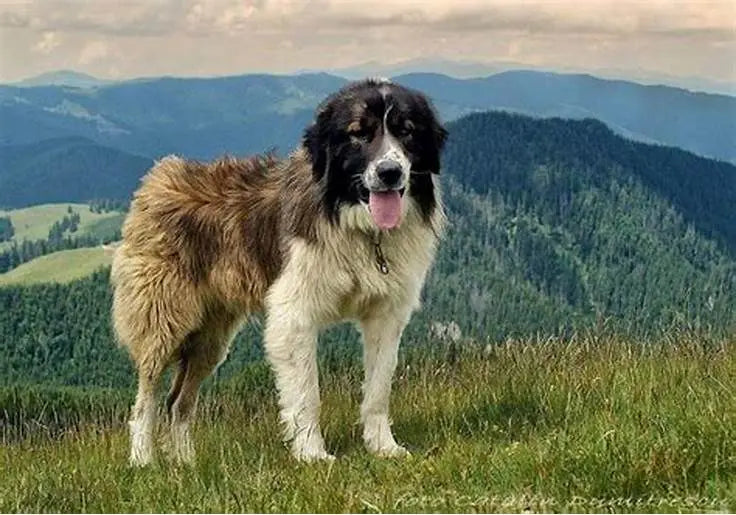 Mastín del Pirineo: Fortaleza Montañesa Majestuosa.