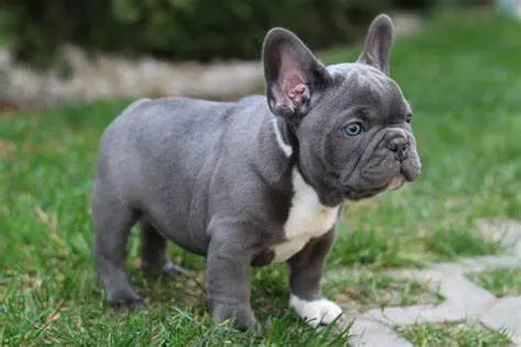 Bulldog Francés Blue: Elegancia y Carácter