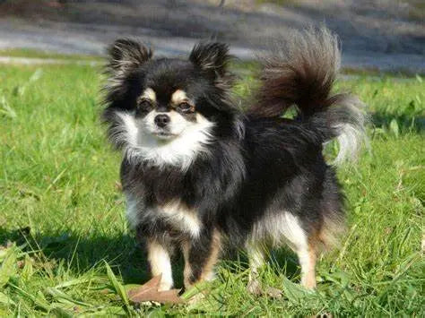 Chihuahua de Pelo Largo: Elegancia en Diminuto Tamaño