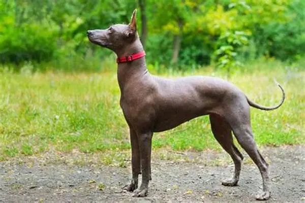 Perro sin Pelo del Perú (Viringo): Elegancia y Antigüedad en una Raza Única