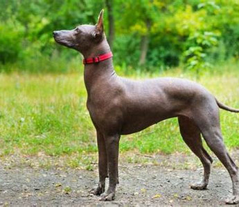 Perro sin Pelo del Perú Viringo : Elegancia y Antigüedad en una Raza Única