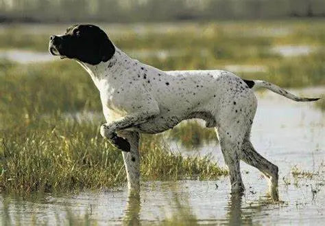 Pointer Inglés: Elegancia y Destreza en una Raza de Caza Magnífica