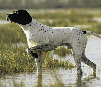 Pointer Inglés: Elegancia y Destreza en una Raza de Caza Magnífica