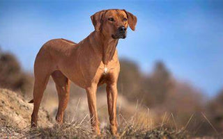 Rhodesian Ridgeback: Elegancia y Fortaleza en un Canino Impresionante.