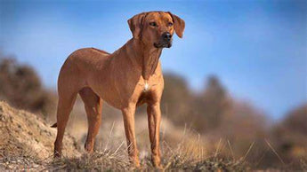 Rhodesian Ridgeback: Elegancia y Fortaleza en un Canino Impresionante.