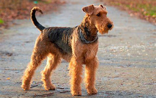 Airedale Terrier: La Majestuosidad de la Diversidad Canina.