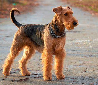 Airedale Terrier: La Majestuosidad de la Diversidad Canina.