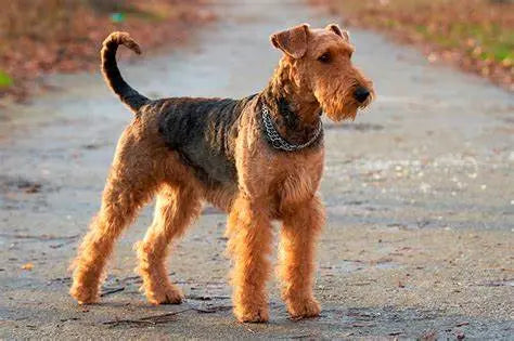 Airedale Terrier: La Majestuosidad de la Diversidad Canina.
