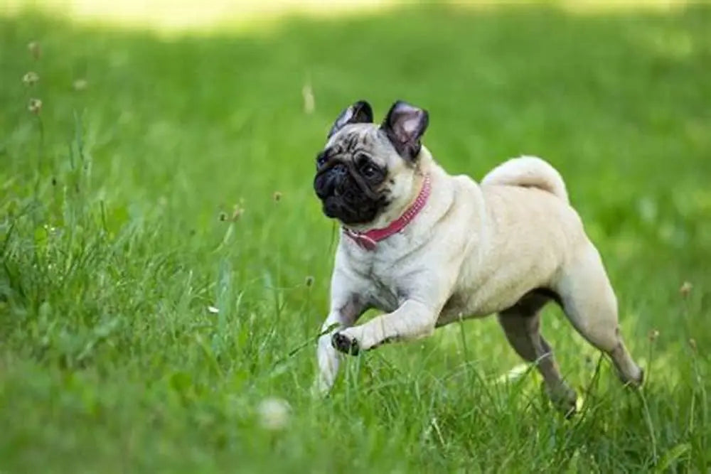 El Pug Carlino: Encanto y Personalidad Originaria de China.