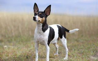 Fox Terrier Toy: Elegancia y Vivacidad en Formato Compacto.