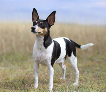 Fox Terrier Toy: Elegancia y Vivacidad en Formato Compacto.