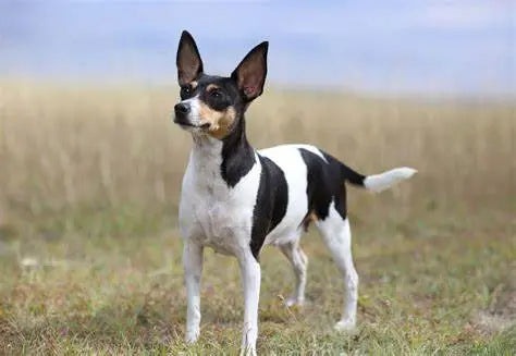 Fox Terrier Toy: Elegancia y Vivacidad en Formato Compacto.