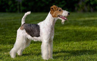 Fox Terrier: Elegancia y Energía en un Paquete Dinámico.