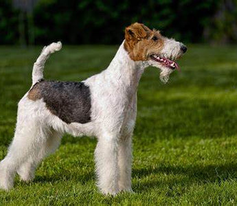 Fox Terrier: Elegancia y Energía en un Paquete Dinámico.