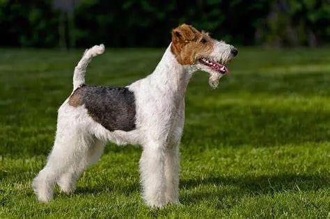 Fox Terrier: Elegancia y Energía en un Paquete Dinámico.